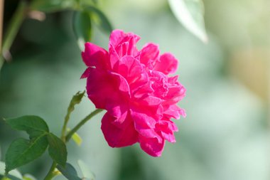 Kırmızı gül Yakındaki bir bahçede.