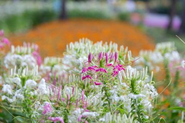 Arka plan kullanımı için bahçede Pembe ve Beyaz Örümcek Çiçeği (Cleome hassleriana).