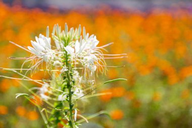 Arka plan kullanımı için bahçede Pembe ve Beyaz Örümcek Çiçeği (Cleome hassleriana).