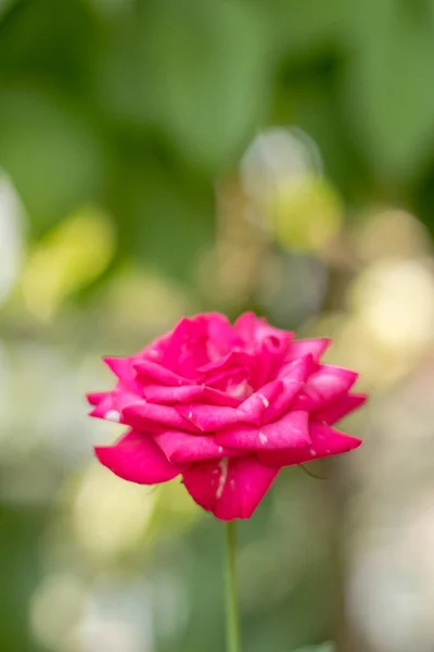 红玫瑰在一个近旁的花园里 — 图库照片