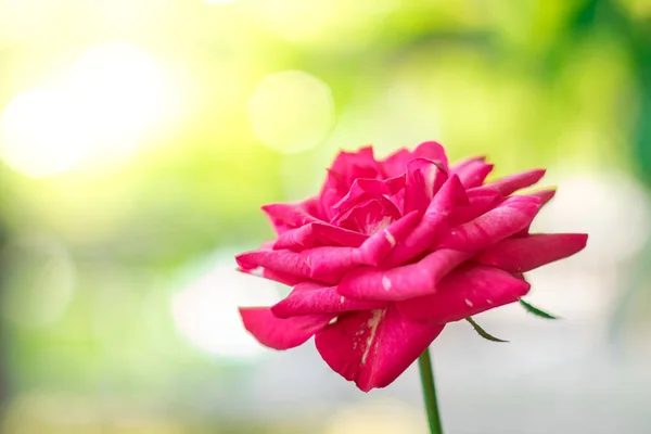红玫瑰在一个近旁的花园里 — 图库照片