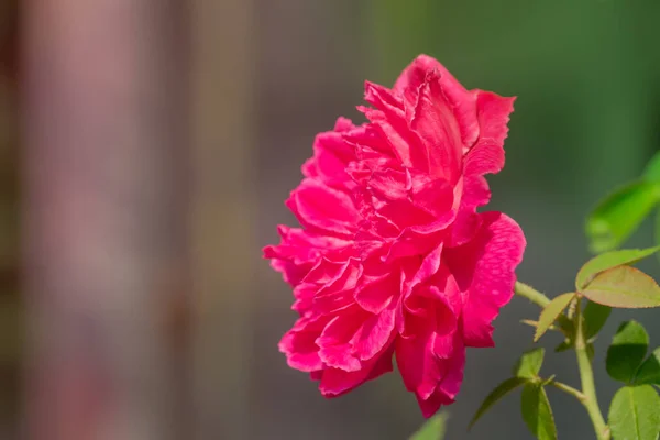 Red Rose Garden Close — Stock Photo, Image