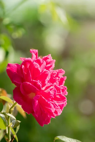 Red rose In a garden that is close up.