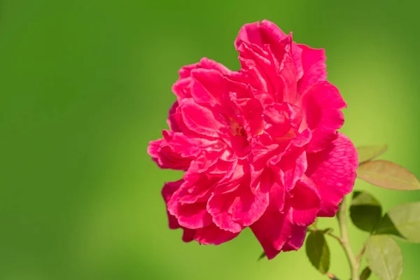 Red rose In a garden that is close up.