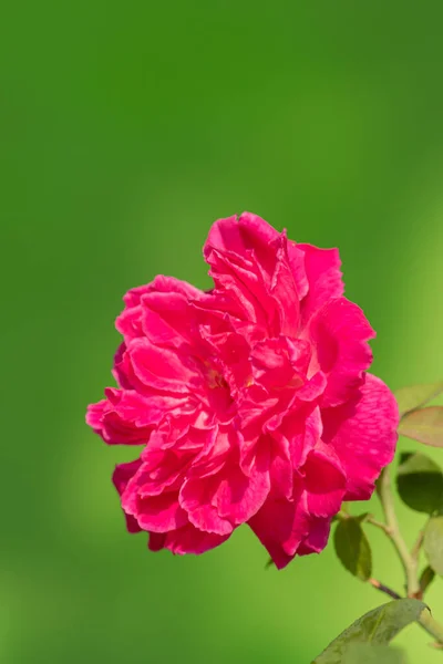 Red Rose Garden Close — Stock Photo, Image