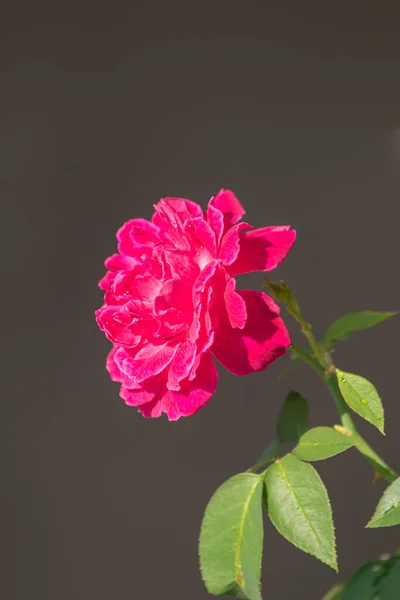 Красная Роза Саду Который Близко — стоковое фото