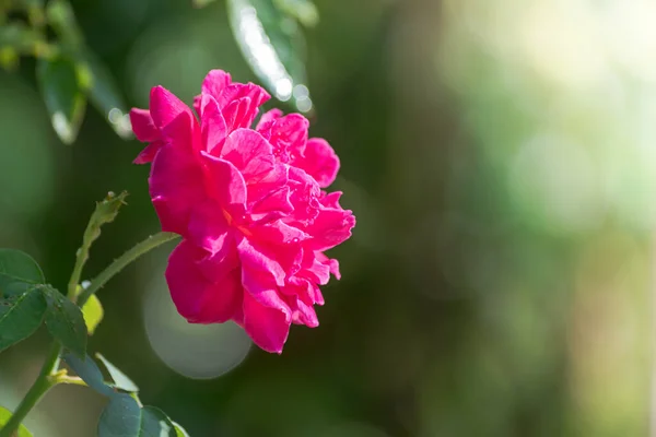 Red Rose Garden Close — Stock Photo, Image
