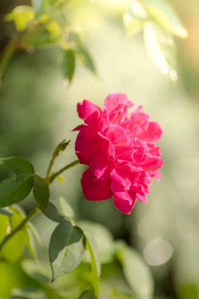 Red Rose Garden Close — Stock Photo, Image