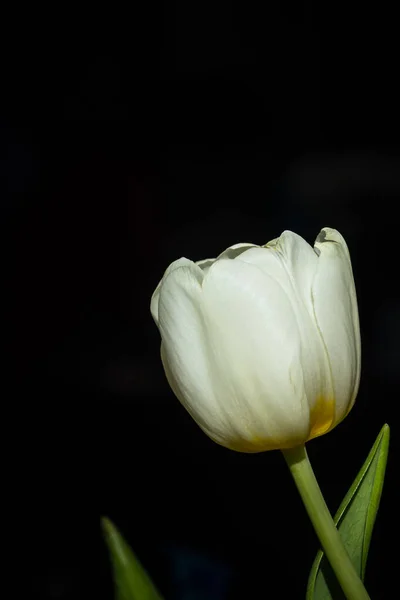 Witte Tulpen Die Mooi Zijn Dat Een Zwarte Achtergrond — Stockfoto
