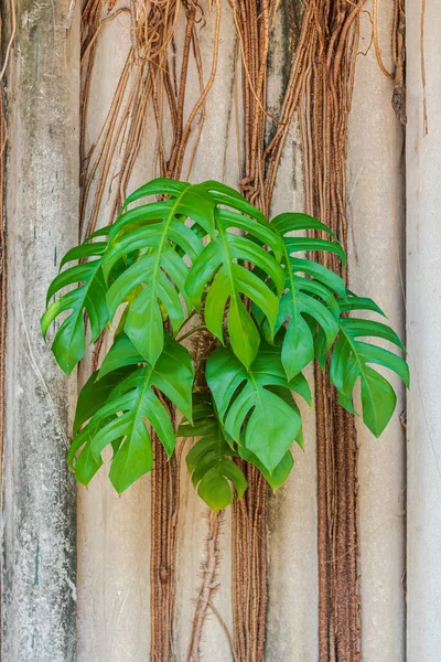 Foglie Tropicali Monstera Caseificio Svizzero Foglie Verdi Sfondo — Foto Stock