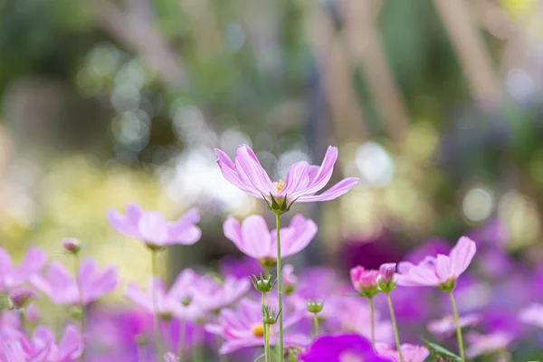 Kosmos Bloem Tuin Afbeelding Van Achtergrond Natuur — Stockfoto