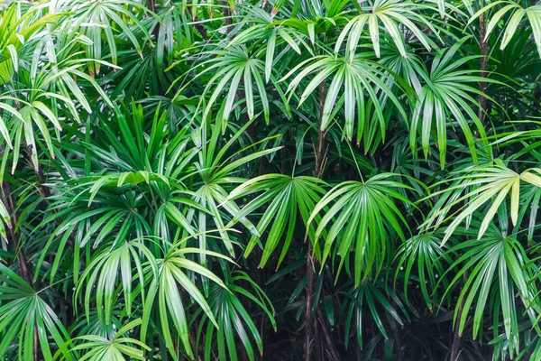 Bush Lady Palm Garden — Stock Photo, Image