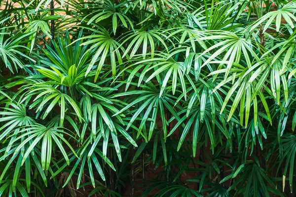 Krzew Lady Palm Ogrodzie — Zdjęcie stockowe