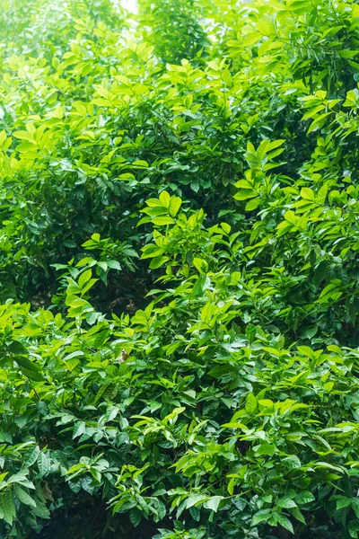 Grüner Laubhintergrund Garten — Stockfoto
