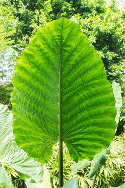 Foglia Verde Forma Triangolo Giardino — Foto Stock