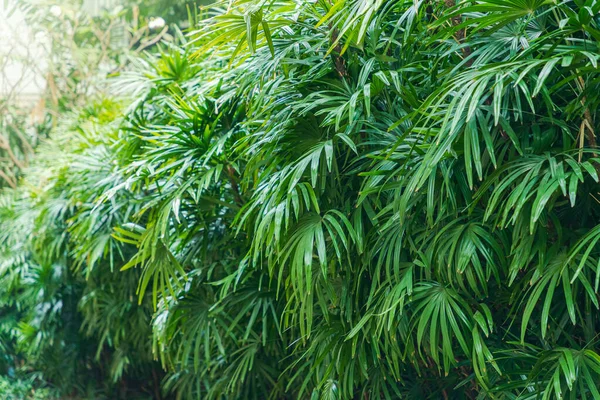 Krzew Lady Palm Ogrodzie — Zdjęcie stockowe