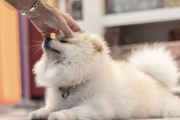 white Pomeranian dog, petted by the owner. hand in the frame , love and affection for Pets. good relation