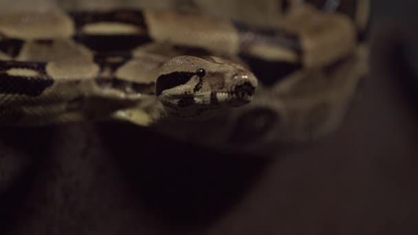 靠近一条蛇 — 图库视频影像