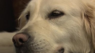 Yerde uyuyan sevimli bir köpek. Evdeki evcil hayvan hayatı kutlu olsun. Güzel köpek Golden Retriever evde dinleniyor. Labrador Köpeği Yalnız Hissediyor. Hasta köpek. Bej renkli labrador köpeği sınıfın zemininde dinleniyor. Evcil hayvan ve evcil hayvan.