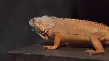 Karanlıkta bukalemun. Güzel sürüngen.