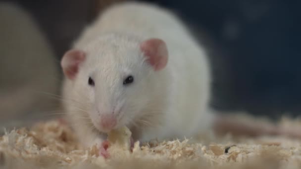 Een Pluizige Witte Rat Eet Rent Een Kooi — Stockvideo