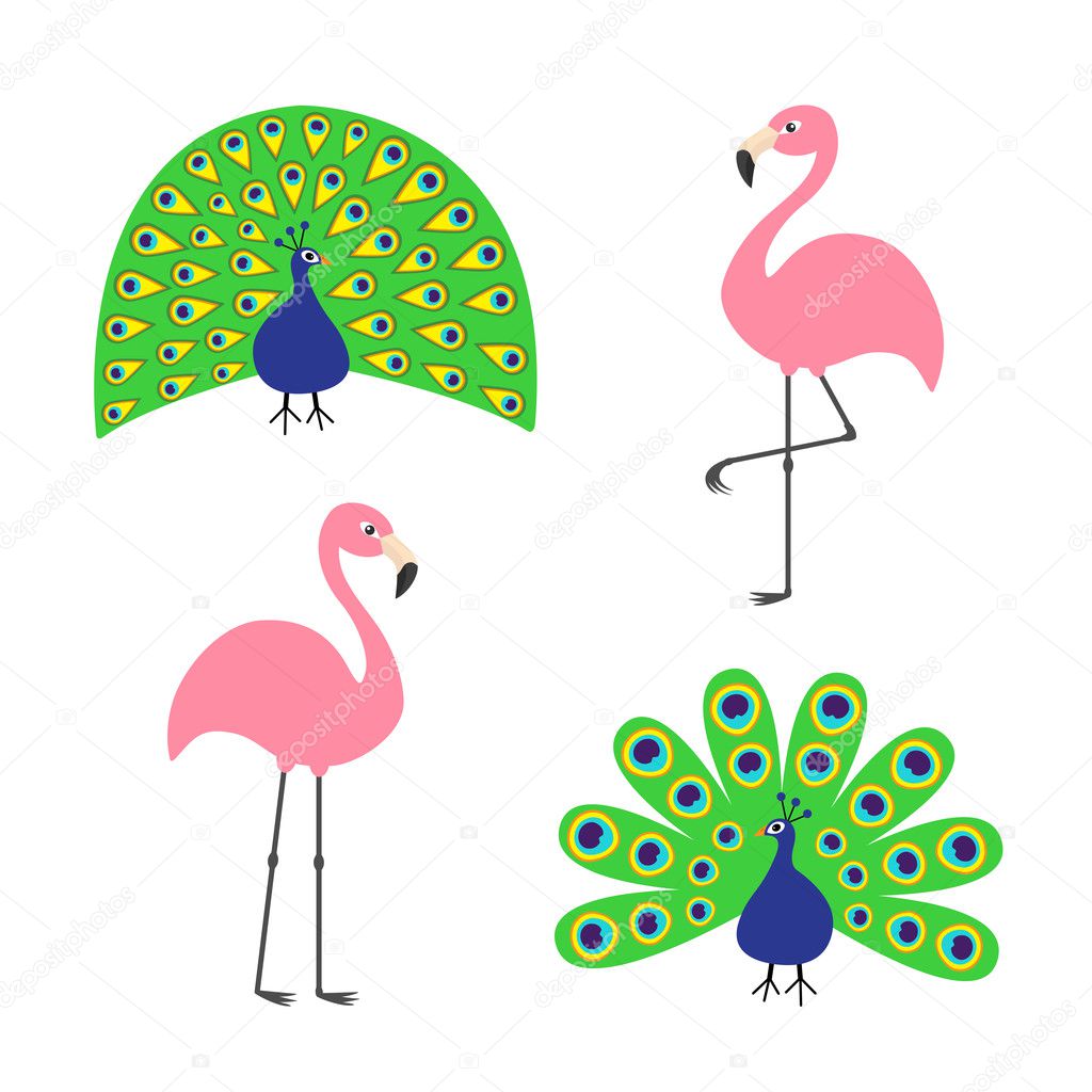 Peacocks and Pink flamingos set on white background