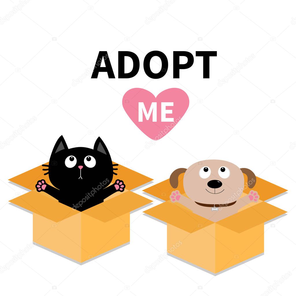 Adopt me. Dog and Cat inside  box.