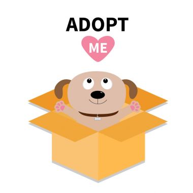 kutu içinde şirin köpek 