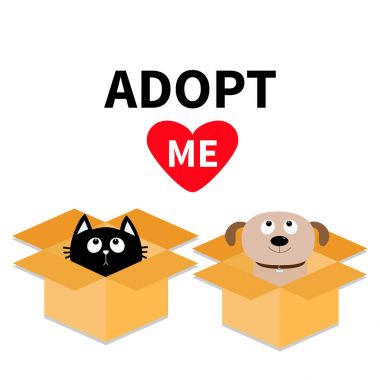 kedi ve köpek kutusunun içinde 
