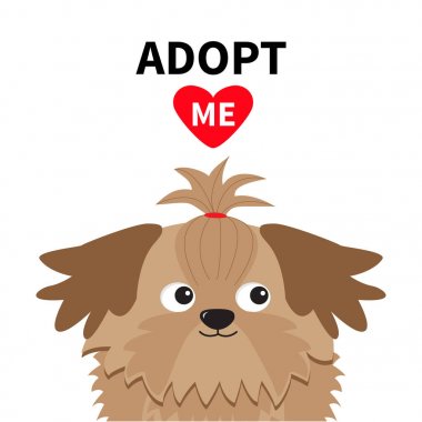 Beni evlat. Shih Tzu köpek