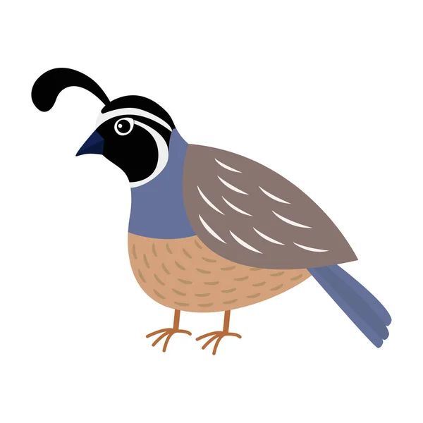 Quail bird. Cute cartoon character. — Stock Vector