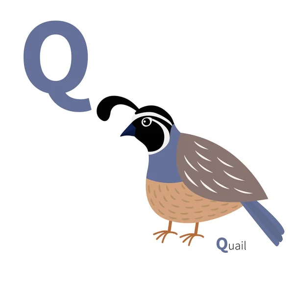 Oiseau de caille mignon — Image vectorielle