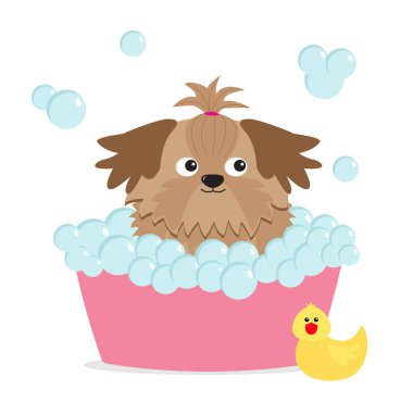 Küçük glamour tan Shih Tzu köpek 