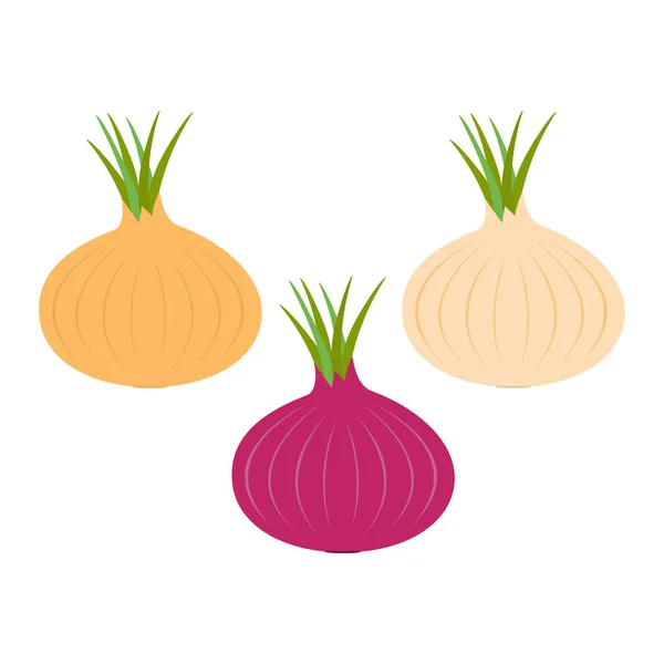 pix Cebolla Paiteña Dibujo Animado icono de bulbo de cebolla blanca