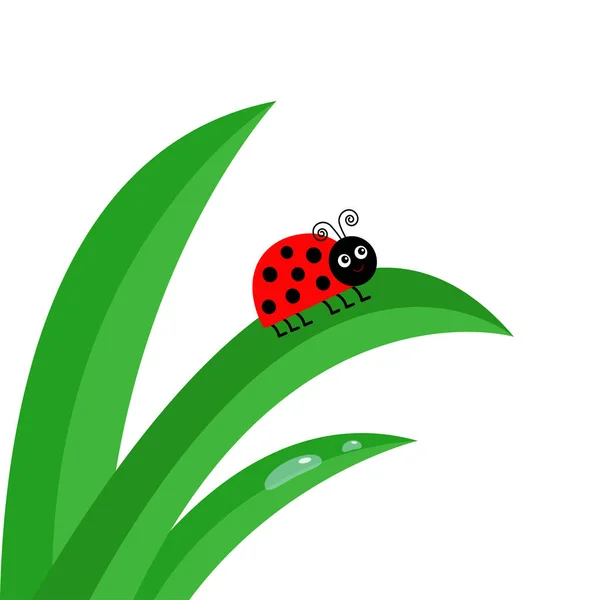 Ladybird Ladybug insect — Stock Vector