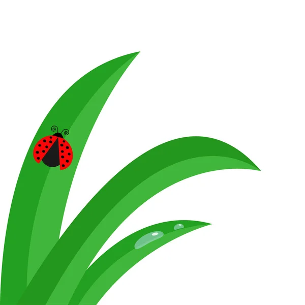 草の葉の上のてんとう虫 — ストックベクタ