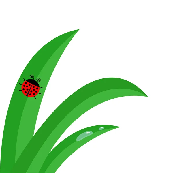 Coccinelle sur feuille d'herbe — Image vectorielle