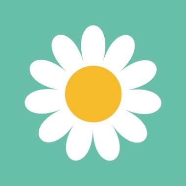 Beyaz papatya papatya. 