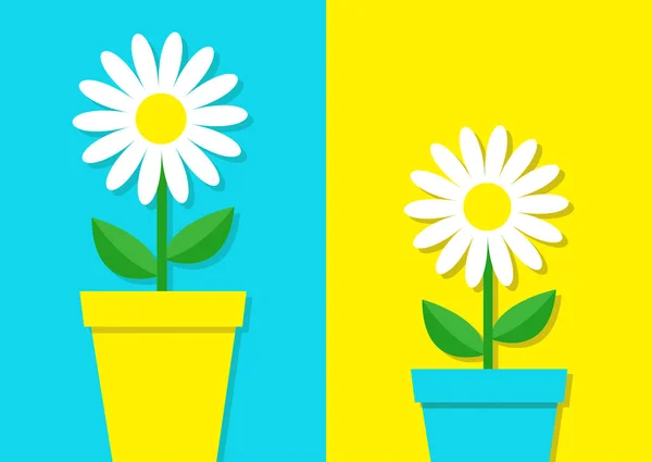 Deux Camomilles Blanches Pots Sur Fond Bleu Jaune Illustration Vectorielle — Image vectorielle