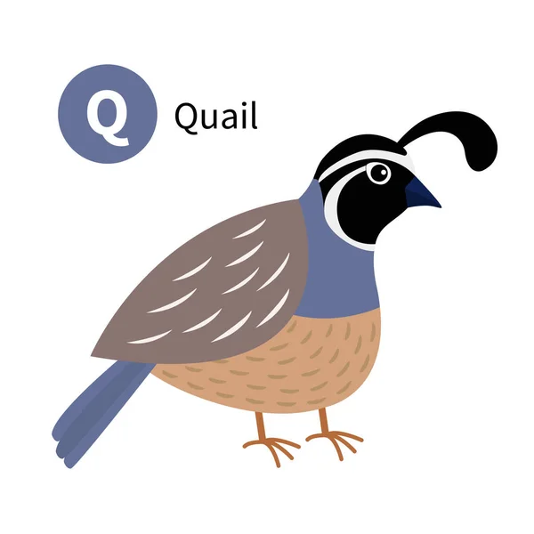 Letter Quail Bird Zoo Animal Alphabet English Abc Cute Cartoon — Stock Vector