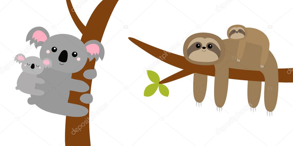 Koala bear. Sloth hanging on tree branch leaf. Cute cartoon kawaii funny lazy character set. Mother and baby. Wild joungle animal collection. Kids education. White background. Flat design Vector