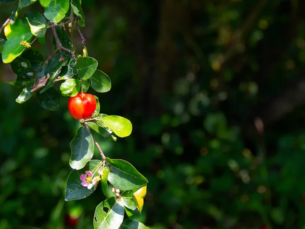 Fresh organic Acerola cherry on the tree, High vitamin C and ant — Stockfoto