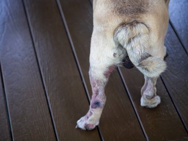 Köpek kuyruğu, yara, yaşlı köpek, tombul köpek poposu.