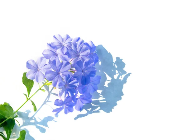Plumbago auriculata Lam. , widely known as Plumbago Capensis. Ot — Stockfoto