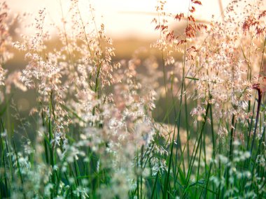 Meliniler pişman, Natal Red-top çiçeği, bulanık ve yumuşak odak ve--