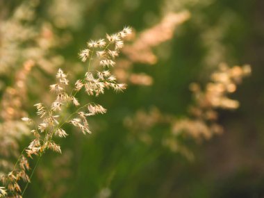 Meliniler pişman, Natal Red-top çiçeği, bulanık ve yumuşak odak ve--