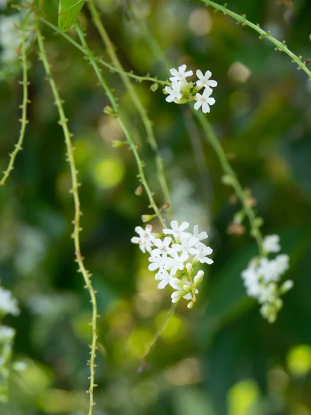 Kinesisk ros eller Citharexylum spinosum Linn., blommor på träd. — Stockfoto