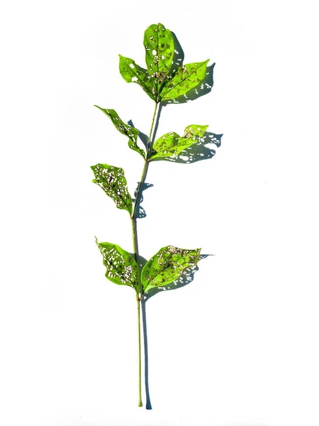 Frunzele verzi care au găuri de la a fi mâncate de viermi pe alb — Fotografie, imagine de stoc