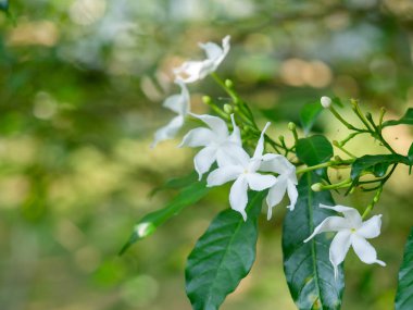 Fırıldak Jasmine, Crepe Jasmine, Crape Jasmine, beyaz küçük flo
