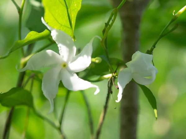 Pinwheel Jasmine, Crepe jasmin, Crapsjasmin, vit liten flo — Stockfoto
